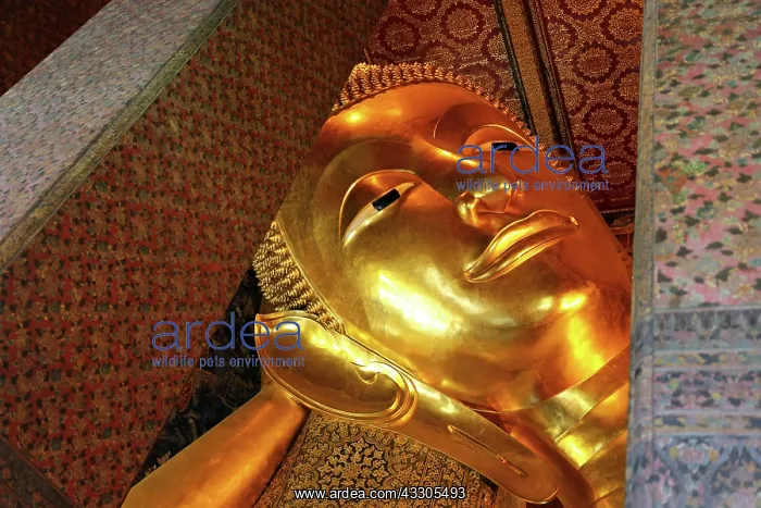 : 80191480 Giant reclining gold Buddha statue at Wat : 80191480 Giant reclining gold Buddha statue at Wat