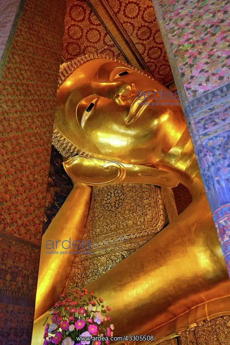 : 80191481 Giant reclining gold Buddha statue at Wat : 80191481 Giant reclining gold Buddha statue at Wat