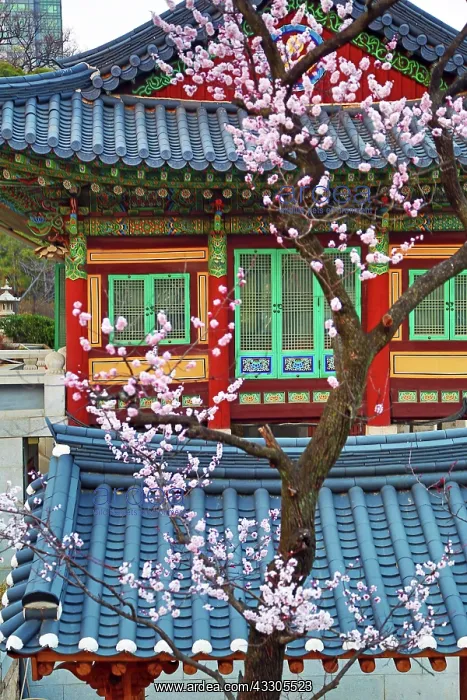 : 80191482 Traditonal Korean building and cherry blossom : 80191482 Traditonal Korean building and cherry blossom