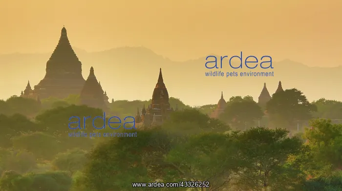 : 80191486 Temples and pagodas at sunset on the Central : 80191486 Temples and pagodas at sunset on the Central