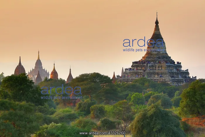 : 80191487 Shwesandaw Pagoda and Temples and pagodas : 80191487 Shwesandaw Pagoda and Temples and pagodas