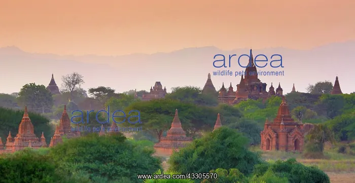 : 80191488 Temples and pagodas at sunset on the Central : 80191488 Temples and pagodas at sunset on the Central