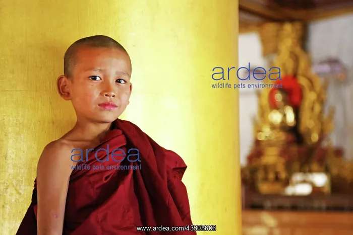  : 80191491 Young monk at the Atum Ash Monastery, Mandalay