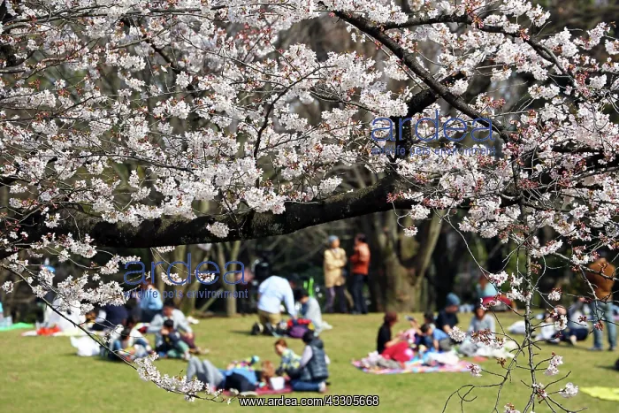 : 80191496 People picnic as the first Japanese Cherry : 80191496 People picnic as the first Japanese Cherry