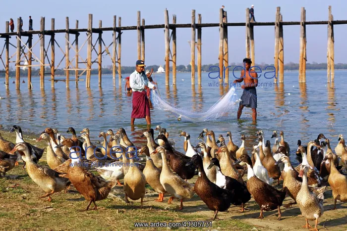 : 80191501 Fishermen fishing with a net and ducks : 80191501 Fishermen fishing with a net and ducks