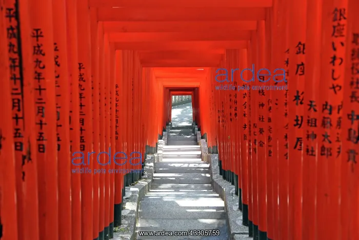 : 80191503 Red Torii gates and steps to the entrance : 80191503 Red Torii gates and steps to the entrance