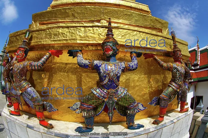 : 80191506 Yaksha Demon Statue at Wat Phra Kaew Temple : 80191506 Yaksha Demon Statue at Wat Phra Kaew Temple
