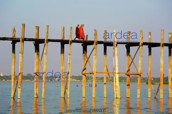 : 80191508 Monks crossing the U Bein Bridge across : 80191508 Monks crossing the U Bein Bridge across