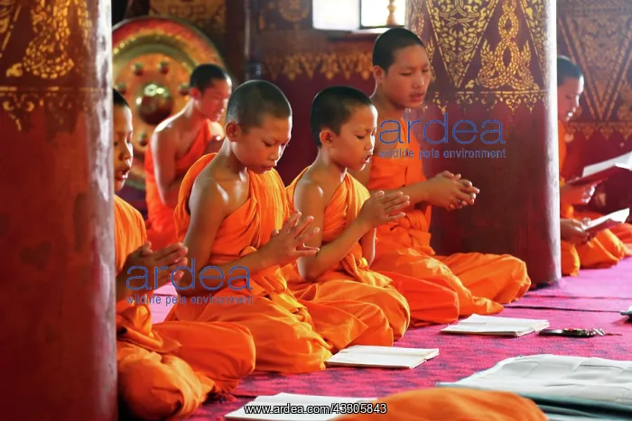  : 80191511 Buddhist monks at worship in Wat Sen temple