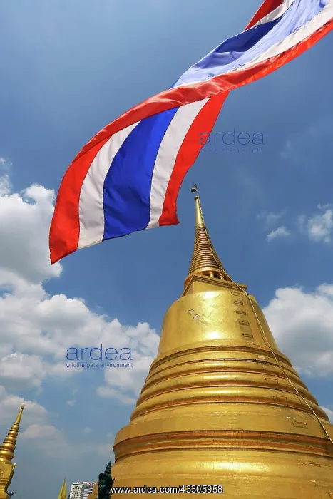 : 80191520 Gold Chedi and Thai flag at the Golden : 80191520 Gold Chedi and Thai flag at the Golden