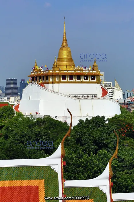 : 80191521 Golden Mount, Wat Saket Temple, Bangkok : 80191521 Golden Mount, Wat Saket Temple, Bangkok