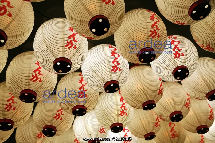 : 80191524 Night street scene of Japanese paper lanterns : 80191524 Night street scene of Japanese paper lanterns