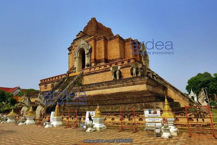 : 80191525 Chedi at Wat Chedi Luang Temple in Chiang : 80191525 Chedi at Wat Chedi Luang Temple in Chiang