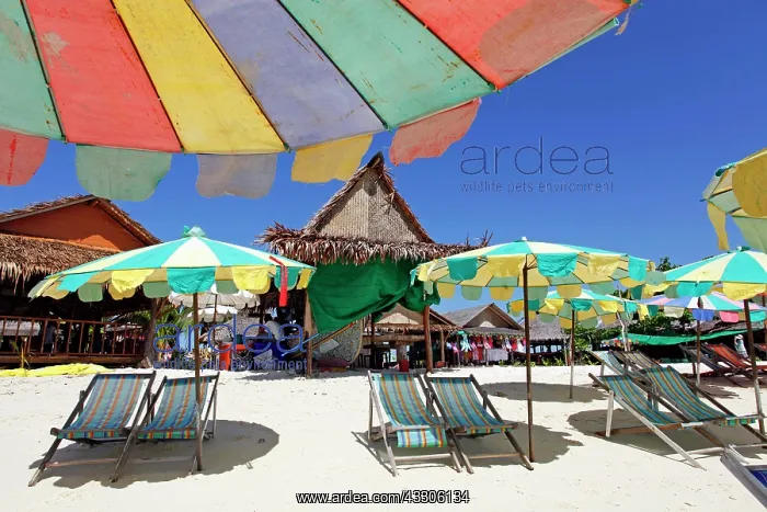 : 80191534 Colourful beach umbrellas and deckchairs : 80191534 Colourful beach umbrellas and deckchairs