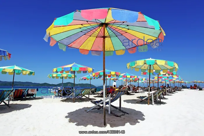 : 80191535 Colourful beach umbrellas and deckchairs : 80191535 Colourful beach umbrellas and deckchairs