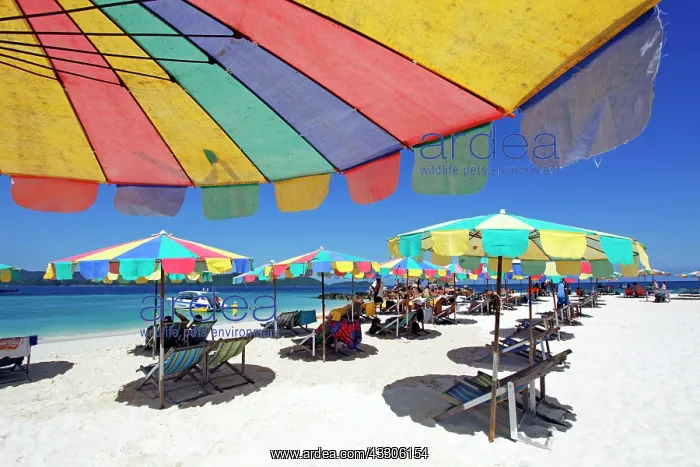: 80191536 Colourful beach umbrellas and deckchairs : 80191536 Colourful beach umbrellas and deckchairs