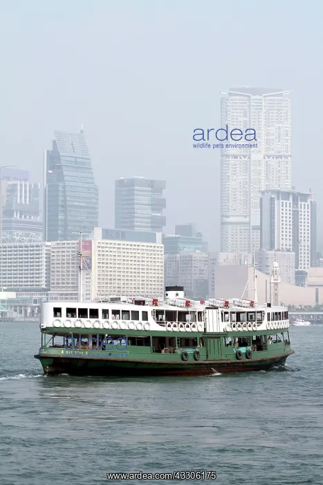 : 80191538 The Star Ferry crossing the harbour between : 80191538 The Star Ferry crossing the harbour between