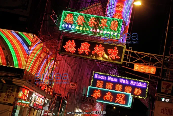 : 80191539 Illuminated neon street signs and lights : 80191539 Illuminated neon street signs and lights