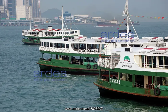 : 80191540 The Star Ferry crossing Victoria Harbour : 80191540 The Star Ferry crossing Victoria Harbour