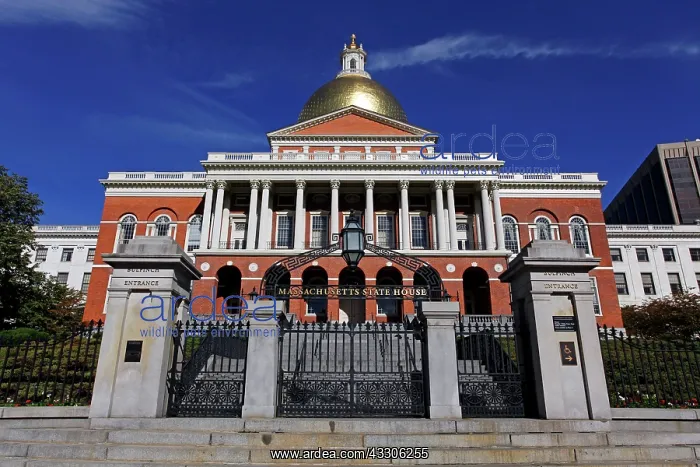 : 80191543 Massachusetts State House with gold dome : 80191543 Massachusetts State House with gold dome