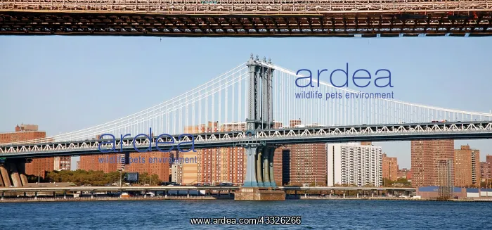 : 80191552 Brooklyn Bridge and Manhattan Bridge over : 80191552 Brooklyn Bridge and Manhattan Bridge over