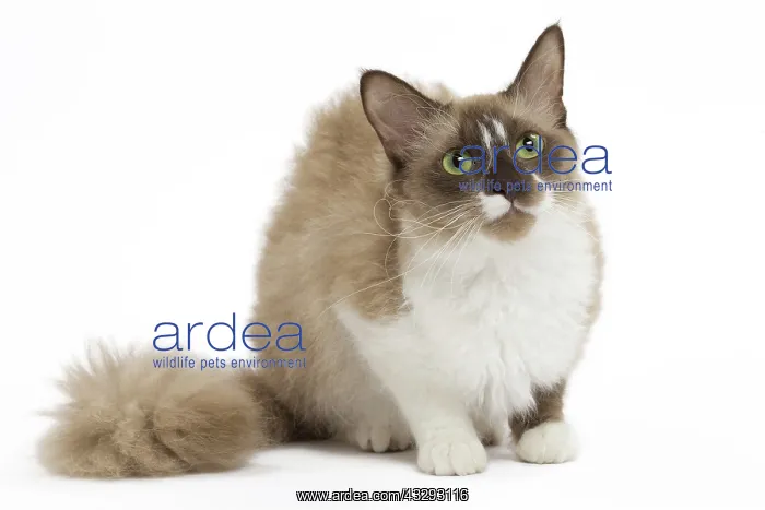 : 80191557 Cat - La Perm Jean-Michel Labat All images : 80191557 Cat - La Perm Jean-Michel Labat All images