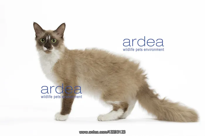 : 80191558 Cat - La Perm Jean-Michel Labat All images : 80191558 Cat - La Perm Jean-Michel Labat All images