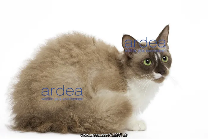 : 80191559 Cat - La Perm Jean-Michel Labat All images : 80191559 Cat - La Perm Jean-Michel Labat All images