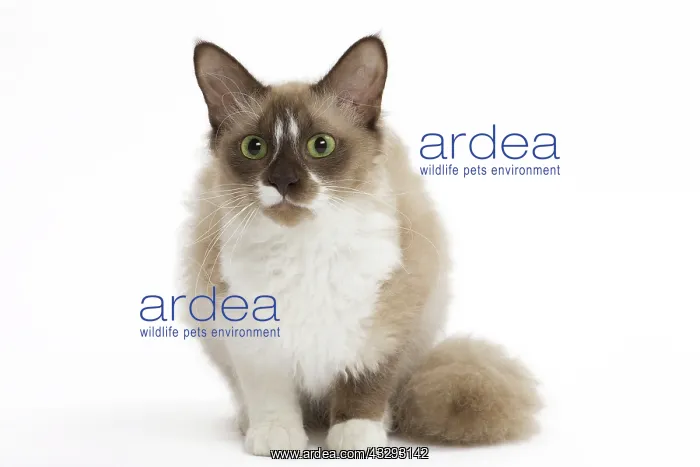 : 80191561 Cat - La Perm Jean-Michel Labat All images : 80191561 Cat - La Perm Jean-Michel Labat All images