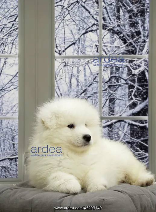 : 80191562 Dog - Samoyede puppy Jean-Michel Labat : 80191562 Dog - Samoyede puppy Jean-Michel Labat