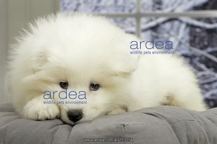 : 80191563 Dog - Samoyede puppy Jean-Michel Labat : 80191563 Dog - Samoyede puppy Jean-Michel Labat
