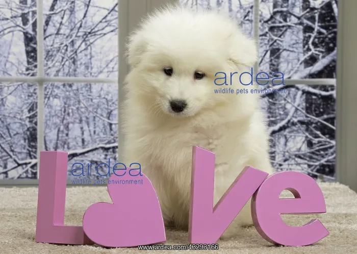  : 80191565 Dog - Samoyede puppy Jean-Michel Labat