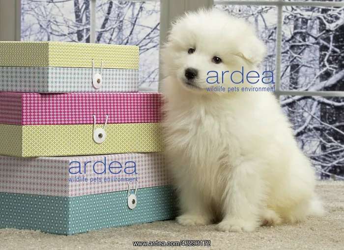 : 80191566 Dog - Samoyede puppy Jean-Michel Labat : 80191566 Dog - Samoyede puppy Jean-Michel Labat