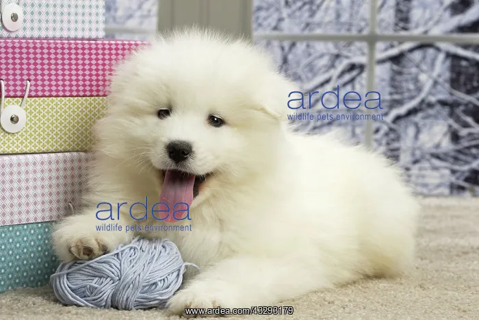 : 80191567 Dog - Samoyede puppy Jean-Michel Labat : 80191567 Dog - Samoyede puppy Jean-Michel Labat