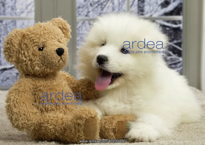  : 80191568 Dog - Samoyede puppy Jean-Michel Labat