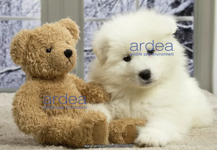 : 80191569 Dog - Samoyede puppy Jean-Michel Labat : 80191569 Dog - Samoyede puppy Jean-Michel Labat