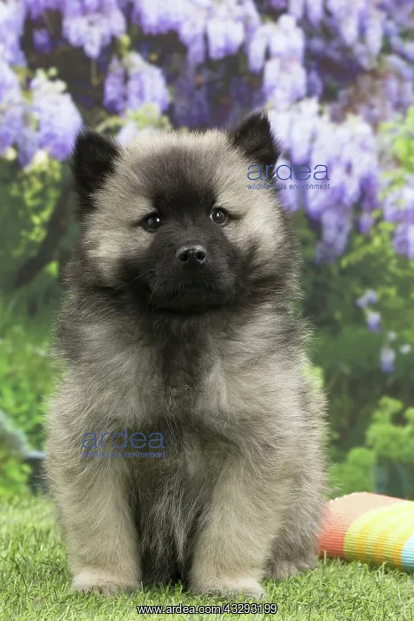 : 80191570 Dog - Eurasier / Eurasian puppy Jean-Michel : 80191570 Dog - Eurasier / Eurasian puppy Jean-Michel