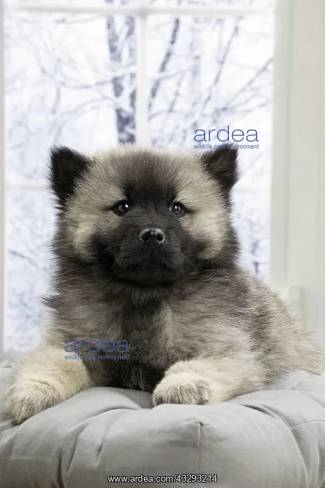 : 80191572 Dog - Eurasier / Eurasian puppy Jean-Michel : 80191572 Dog - Eurasier / Eurasian puppy Jean-Michel