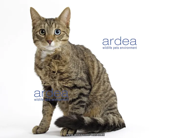 : 80191573 Cat - Ojos Azules Jean-Michel Labat All : 80191573 Cat - Ojos Azules Jean-Michel Labat All