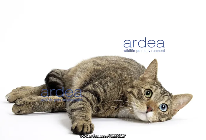 : 80191574 Cat - Ojos Azules Jean-Michel Labat All : 80191574 Cat - Ojos Azules Jean-Michel Labat All