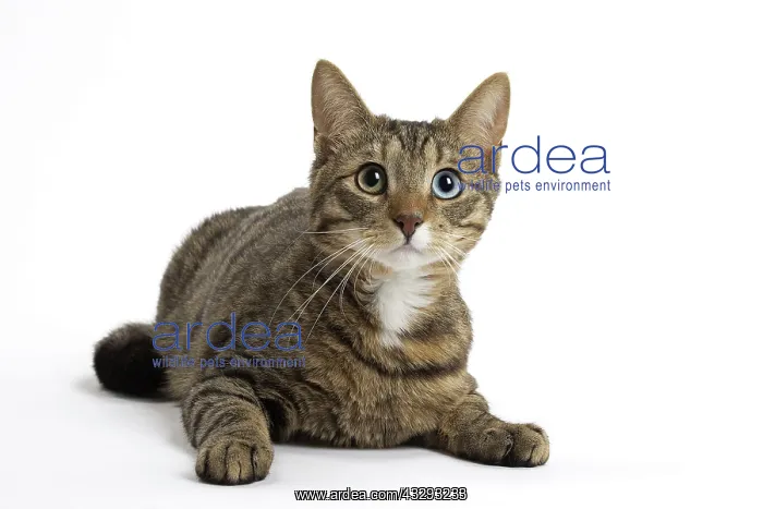 : 80191575 Cat - Ojos Azules Jean-Michel Labat All : 80191575 Cat - Ojos Azules Jean-Michel Labat All