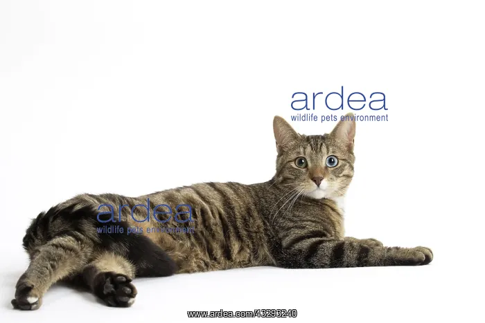  : 80191576 Cat - Ojos Azules Jean-Michel Labat All