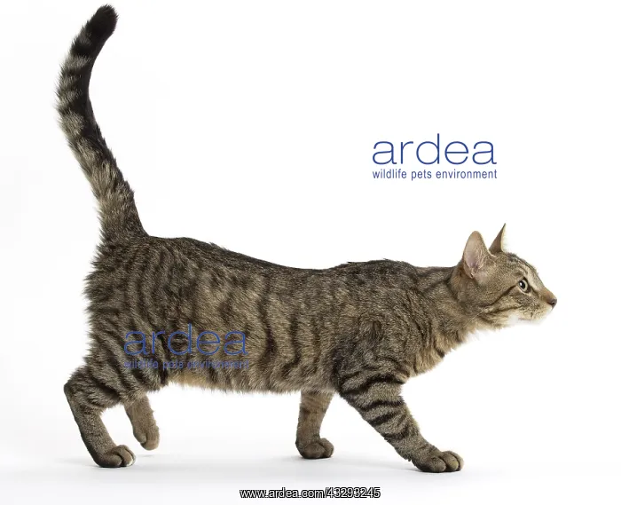 : 80191577 Cat - Ojos Azules Jean-Michel Labat All : 80191577 Cat - Ojos Azules Jean-Michel Labat All
