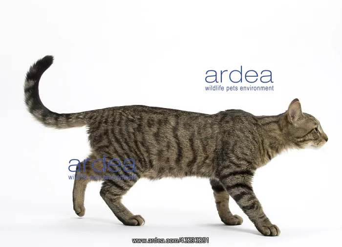 : 80191578 Cat - Ojos Azules Jean-Michel Labat All : 80191578 Cat - Ojos Azules Jean-Michel Labat All