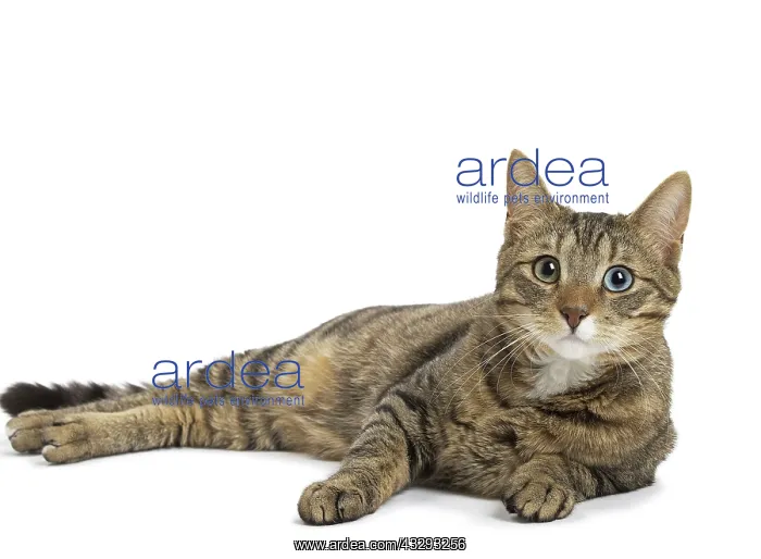 : 80191579 Cat - Ojos Azules Jean-Michel Labat All : 80191579 Cat - Ojos Azules Jean-Michel Labat All