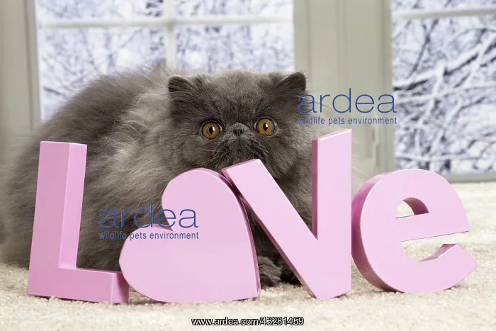 : 80191597 Cat - Blue Persian with love letters Jean-Michel : 80191597 Cat - Blue Persian with love letters Jean-Michel