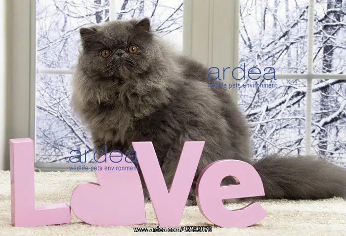 : 80191598 Cat - Blue Persian with love letters Jean-Michel : 80191598 Cat - Blue Persian with love letters Jean-Michel
