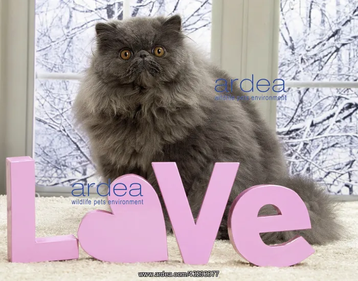 : 80191599 Cat - Blue Persian with love letters Jean-Michel : 80191599 Cat - Blue Persian with love letters Jean-Michel