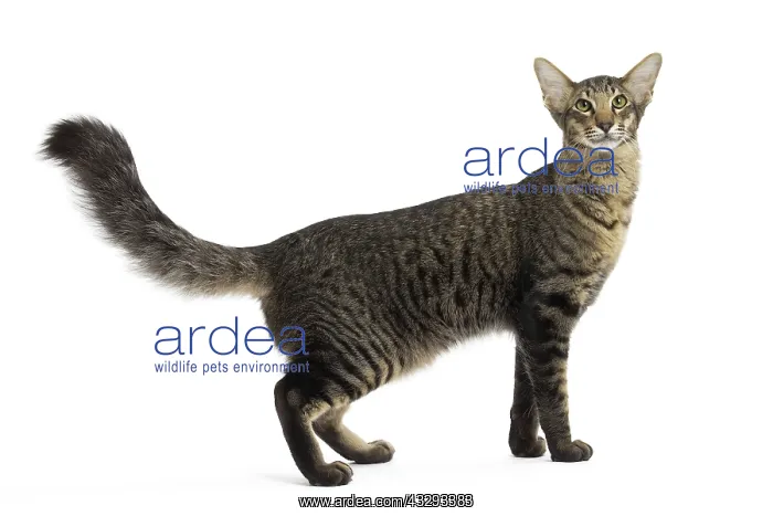 : 80191600 Cat - Mandarin Jean-Michel Labat All images : 80191600 Cat - Mandarin Jean-Michel Labat All images
