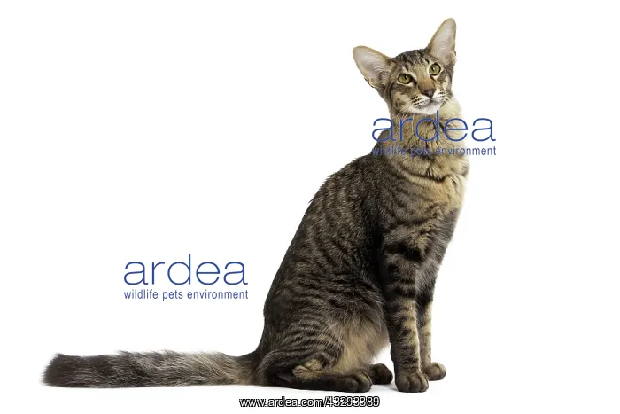 : 80191601 Cat - Mandarin Jean-Michel Labat All images : 80191601 Cat - Mandarin Jean-Michel Labat All images